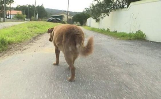 Dünyanın en yaşlı köpeği Bobi hayatını kaybetti