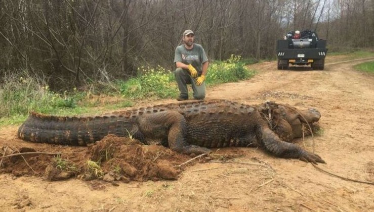 Le Plus Gros Crocodile Du Monde Gustave ACCUEIL