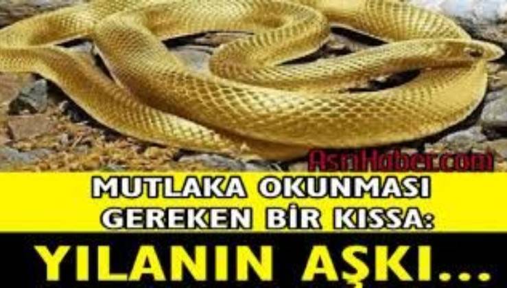 yilanin aski