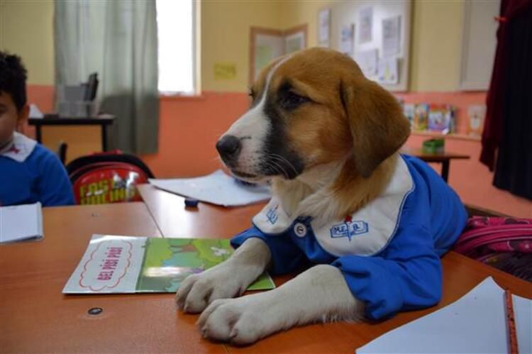 Tokat’ta Küçüklerle Birlikte Okula Giden Çalışkan Köpek “Fındık
