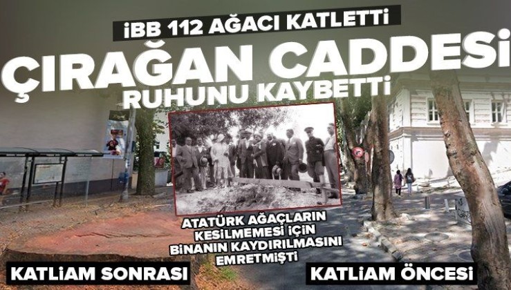 Ağaç zarar görmesin diye köşk yürüten Atatürk'ten asırlık çınarları katleden İBB'ye