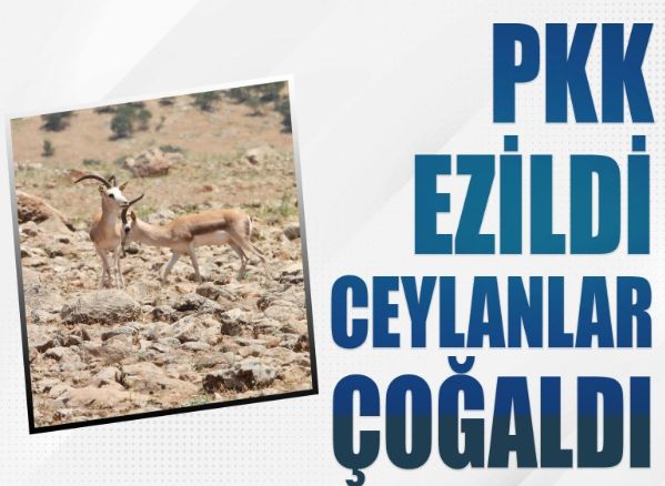 PKK ezildi ceylanlar çoğaldı