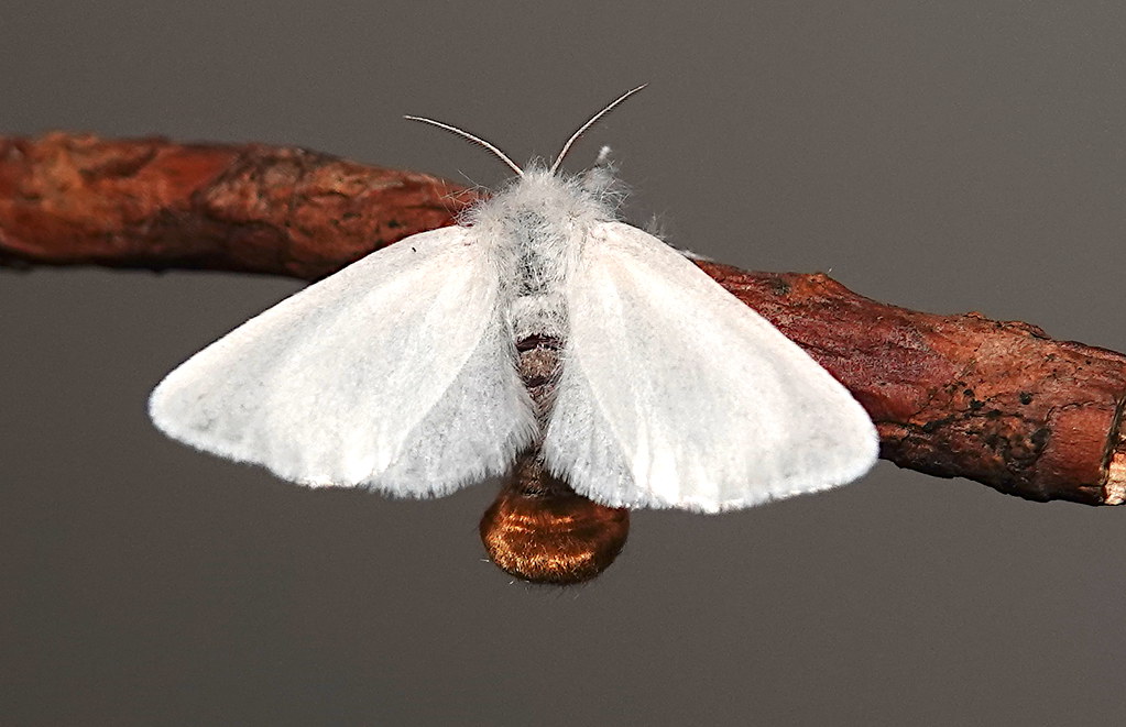 Meet the Brown-tail Moth (Euproctis chrysorrhoea)