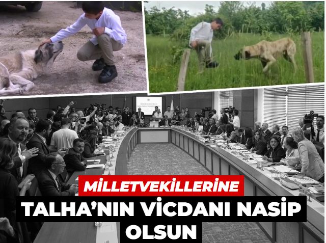 Milletvekillerine Talha’nın vicdanı nasip olsun