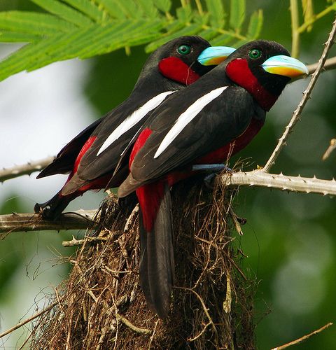 The black-and-red broadbill (Cymbirhynchus macrorhynchos) is a species ...