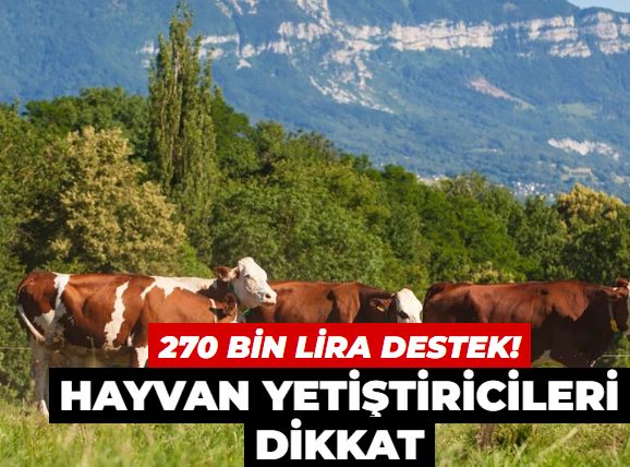 Hayvan yetiştiricileri dikkat! 270 bin liralık destek paketi açıklandı...