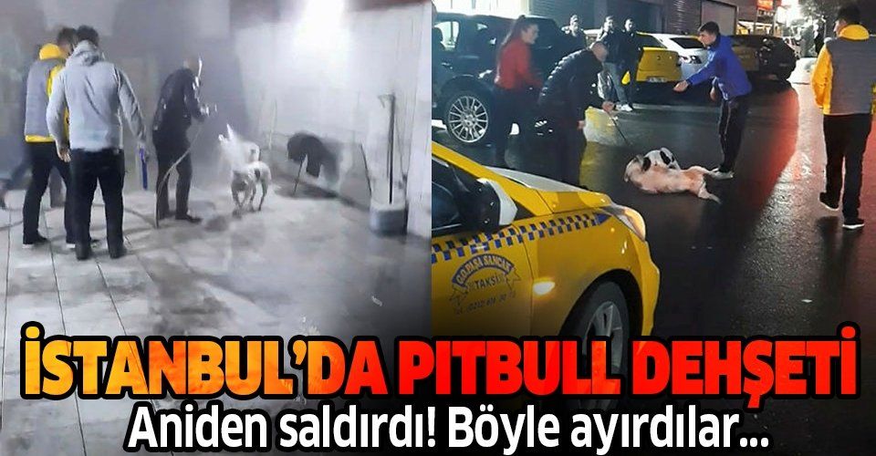 İstanbul Seyrantepe’deki pitbull dehşeti kamerada! Tazyikli su sıkarak güç bela ayırdılar