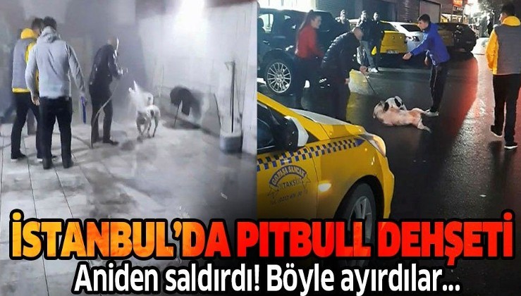 İstanbul Seyrantepe’deki pitbull dehşeti kamerada! Tazyikli su sıkarak güç bela ayırdılar