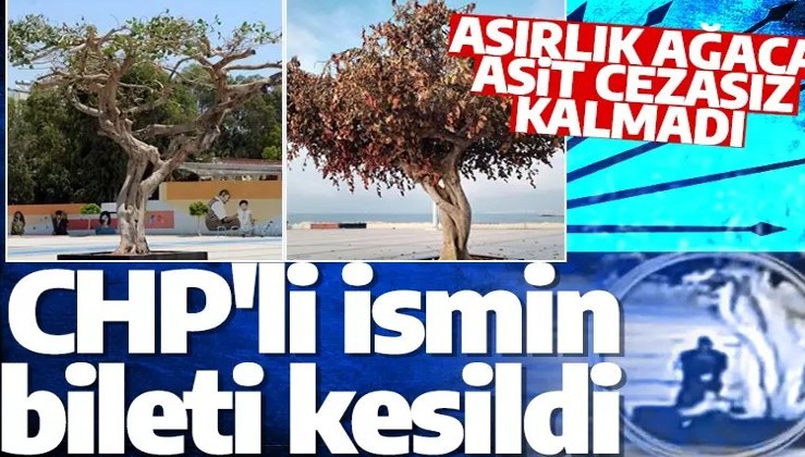Özgecan Aslan Meydanı'ndaki asırlık ağaca asit cezasız kalmadı