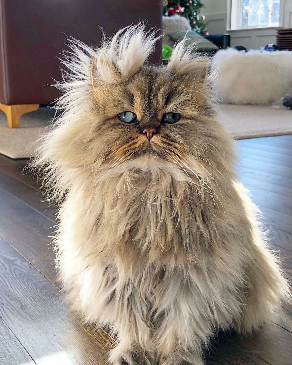 Атчум персидский кот