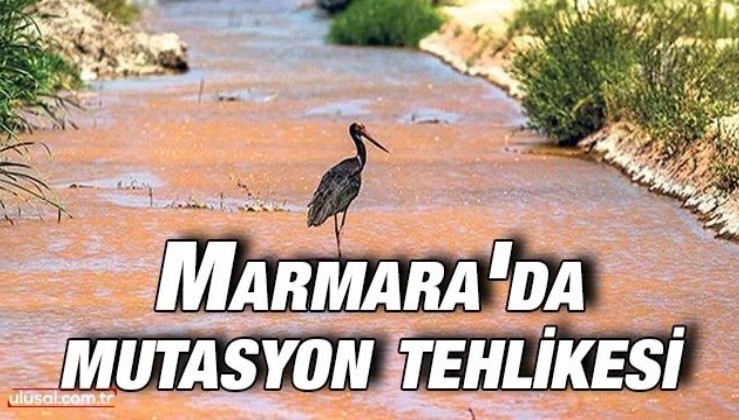 Marmara'da mutasyon tehlikesi