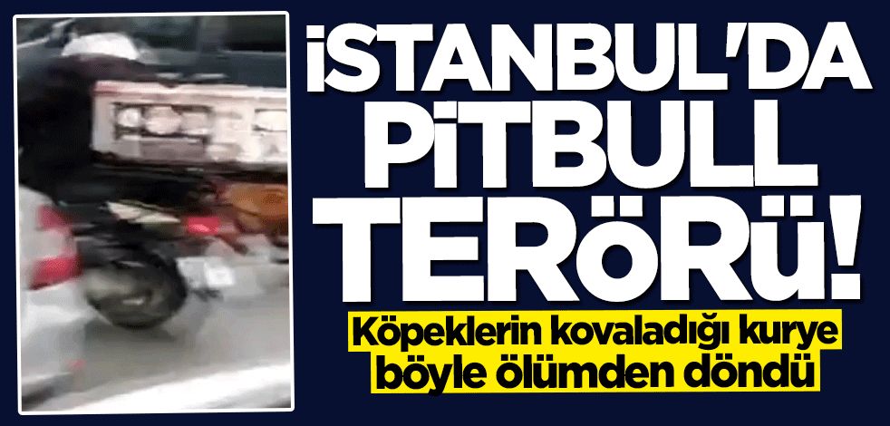 İstanbul'da pitbull dehşeti... Ölümden döndü