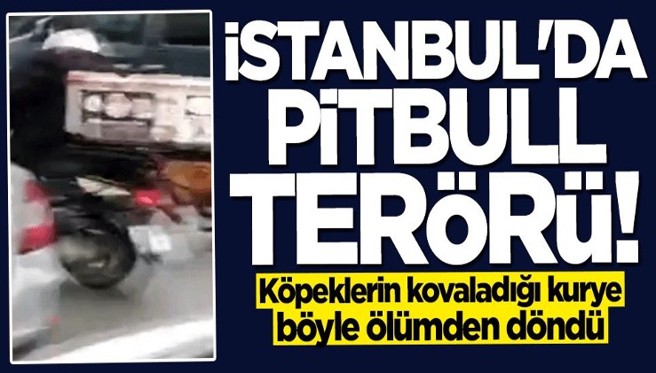 İstanbul'da pitbull dehşeti... Ölümden döndü