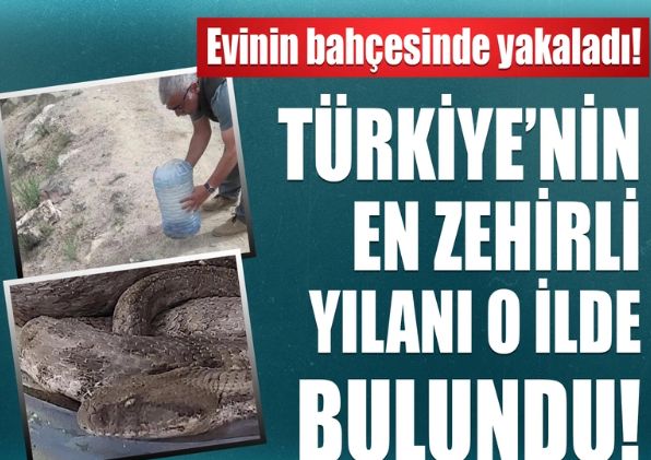 Türkiye'nin en zehirli yılanı Iğdır'da bulundu!