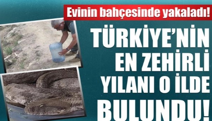 Türkiye'nin en zehirli yılanı Iğdır'da bulundu!