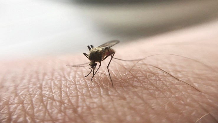 Sivrisinekler neden bazı insanları ısırırken bazılarını ısırmaz?