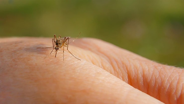 Sivrisinekleri Kaçıran Formül Bulundu