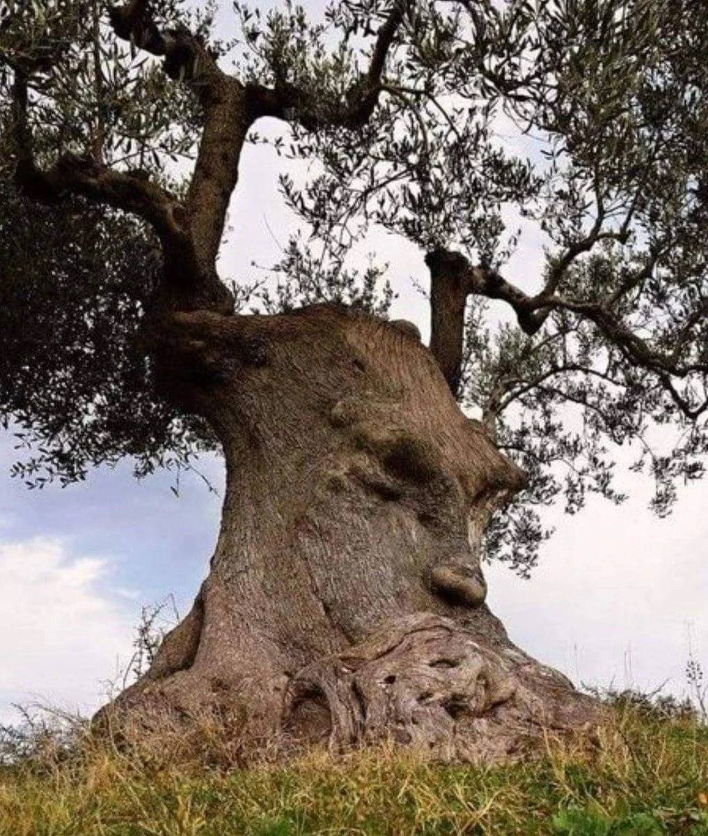 An Ancient Olive Tree In Puglia Italy Over 1500 Years Old 4314