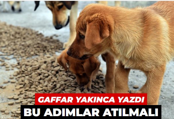 Sokak köpekleri bilgi notu