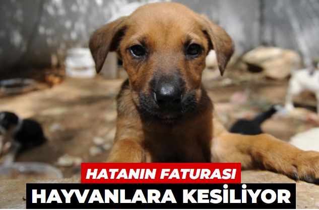 Belediyelerin hatasının faturası hayvanlara kesiliyor