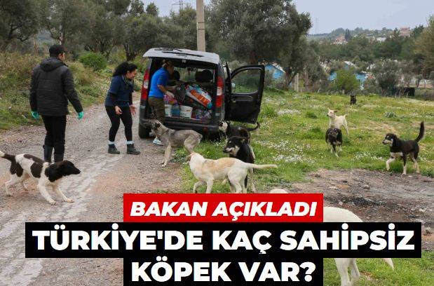Türkiye'de kaç sahipsiz köpek var? Tarım ve Orman Bakanı Yumaklı açıkladı