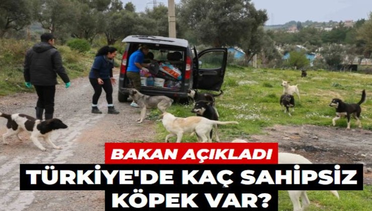 Türkiye'de kaç sahipsiz köpek var? Tarım ve Orman Bakanı Yumaklı açıkladı