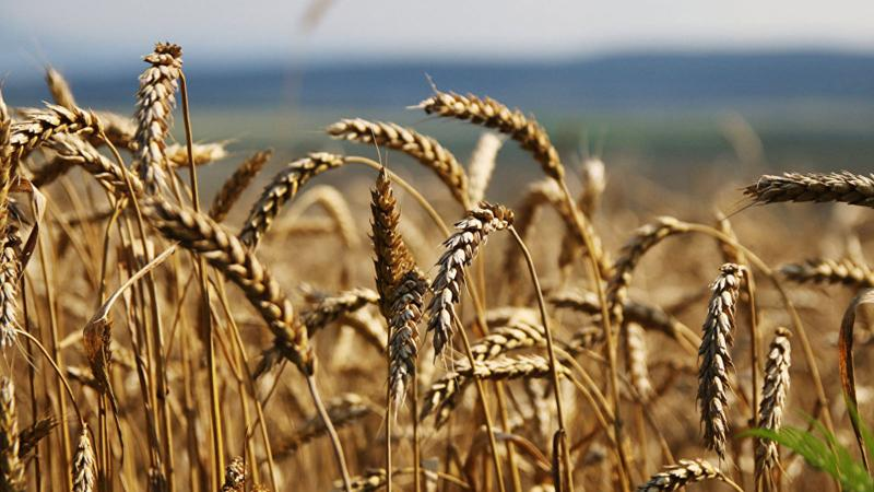 Türk tarımının ölüm fermanı: Çiftçiye ithalat sopası!
