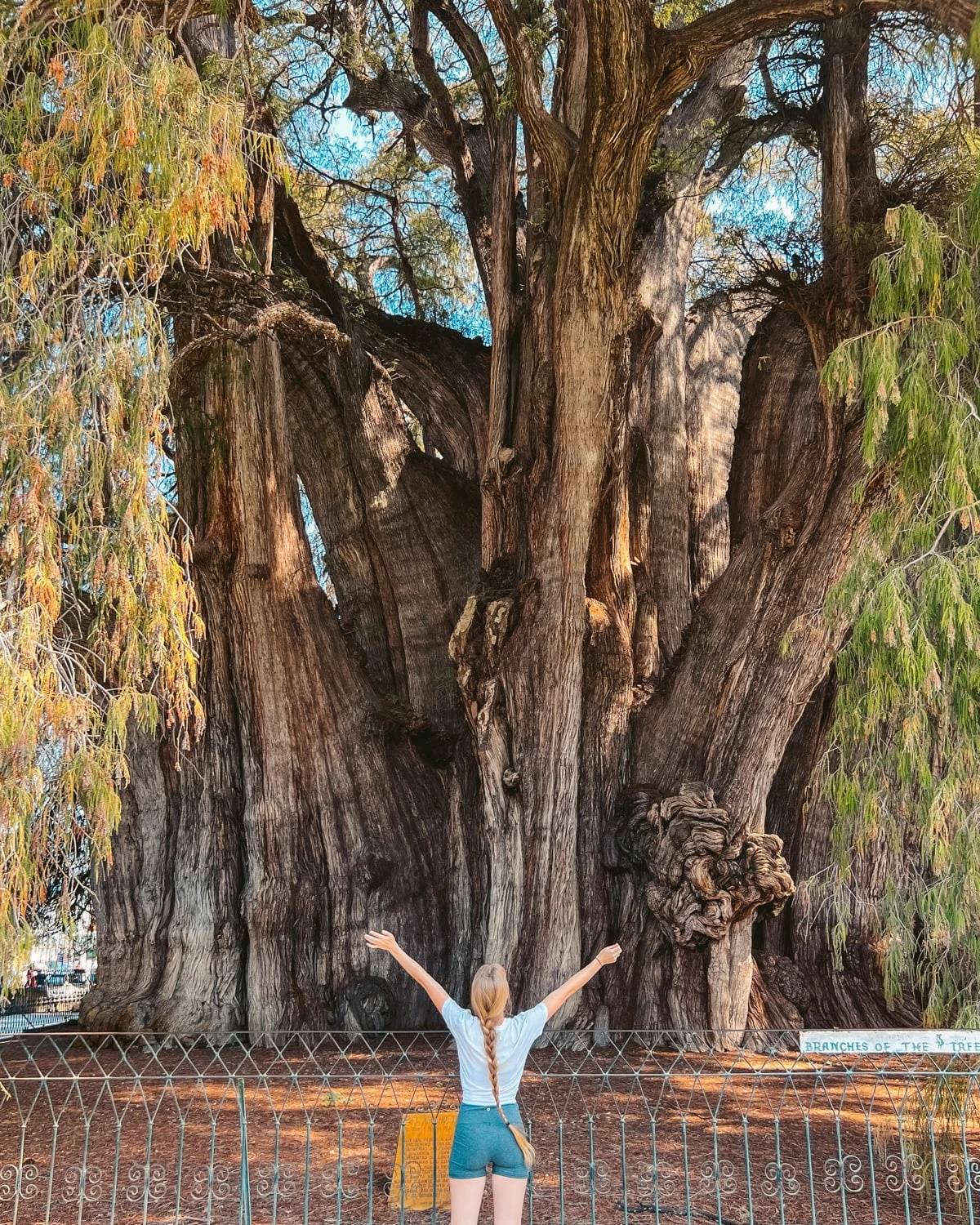 Surprise With The Terrible Size Of The 2,000-Year-Old Tule Tree In ...