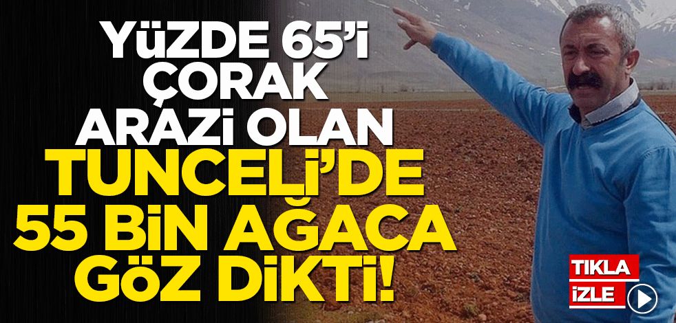 Yüzde 65'i çorak arazi olan Tunceli'de 55 bin ağaca göz dikti! Ağaç katliamı planına protesto!