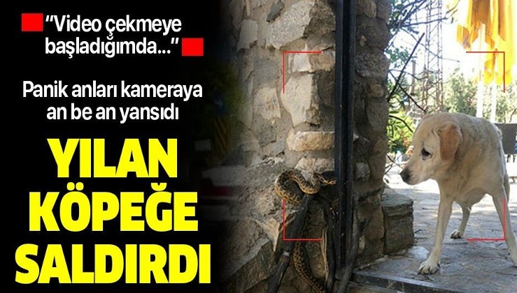 Bursa'da panik anları: Yılan köpeğe saldırdı