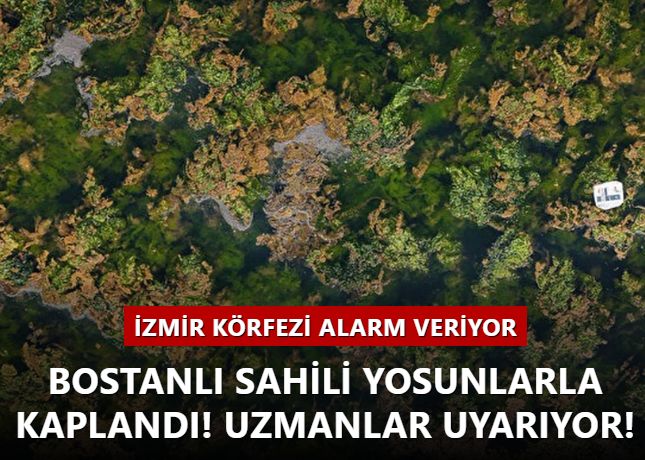 İzmir Körfezi alarm veriyor! Bostanlı Sahili yosunlarla kaplandı! Uzmanlar uyarıyor!
