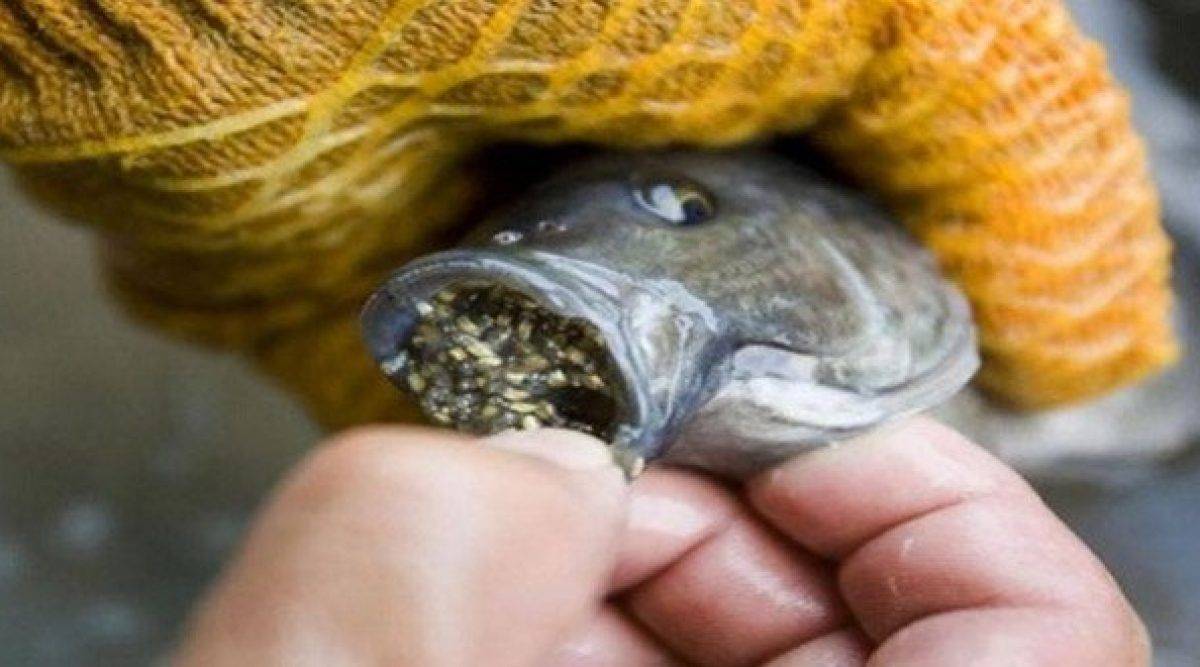 Le tilapia, le poisson le plus consommé au monde est nourri aux ...