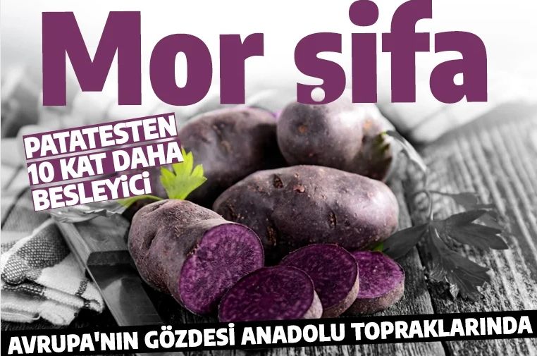 'Mor şifa' Türkiye'de üretilmeye başladı: Patatesten 10 kat daha faydalı! Yakında tüm sofralarda yer alacak