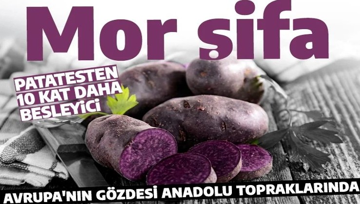 'Mor şifa' Türkiye'de üretilmeye başladı: Patatesten 10 kat daha faydalı! Yakında tüm sofralarda yer alacak