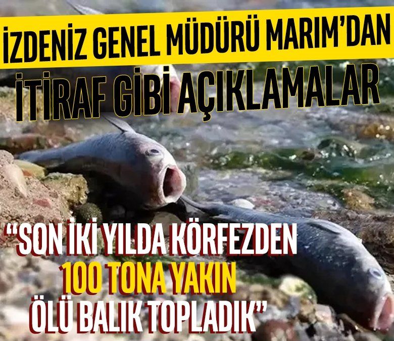 İZDENİZ Genel Müdürü Marım’dan itiraf gibi açıklamalar: Son iki yılda Körfez'den 100 tona yakın ölü balık topladık