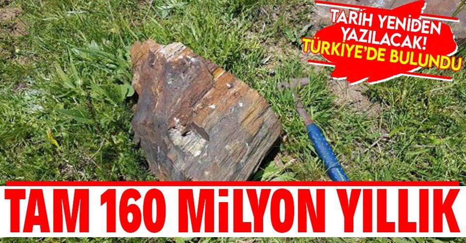 Türkiye'de bulundu! Bilim dünyasını heyecanlandıran keşif! 160 milyon yıllık ağaç fosili bulundu