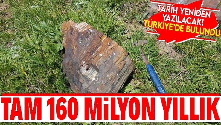 Türkiye'de bulundu! Bilim dünyasını heyecanlandıran keşif! 160 milyon yıllık ağaç fosili bulundu