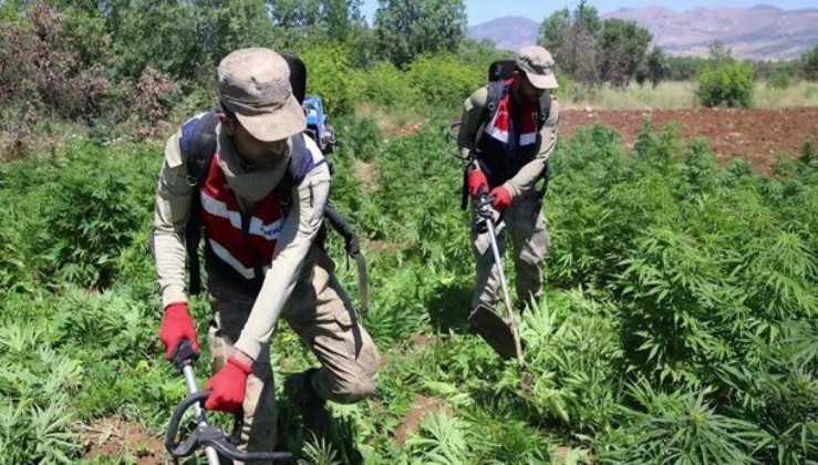 Diyarbakır’da narko terör operasyonu: 7 milyon 270 bin 752 kök kenevir bitkisi ele geçirildi