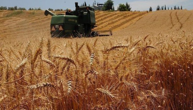 Buğdaydaki üretim artışı 2021 yılında da sürecek