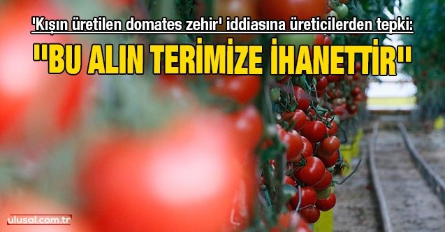 'Kışın üretilen domates zehir' iddiasına üreticilerden tepki: ''Bu alın terimize ihanettir''
