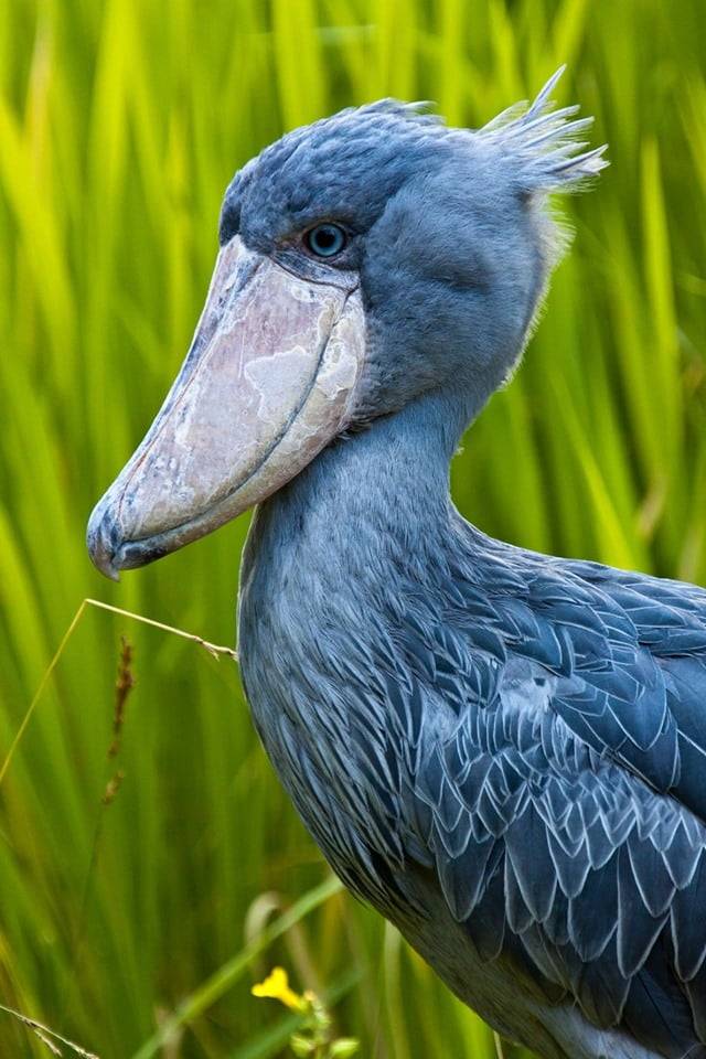 shoebill stork living dinosaur