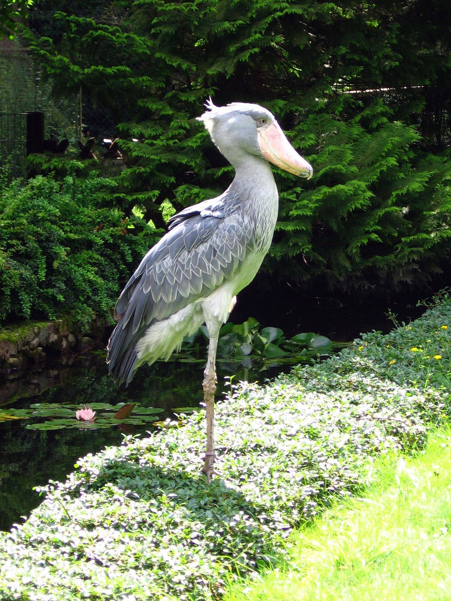 shoebill stork machine gun