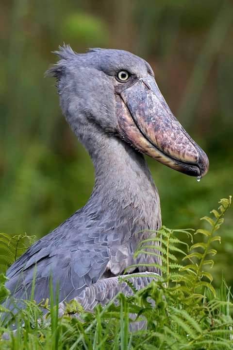 shoebill stork related to dinosaurs