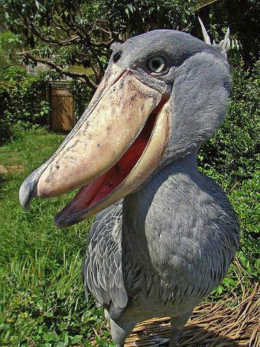 shoebill storks are living dinosaurs