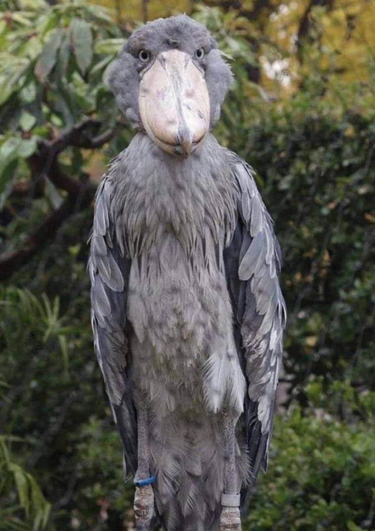 shoebill machine gun noise