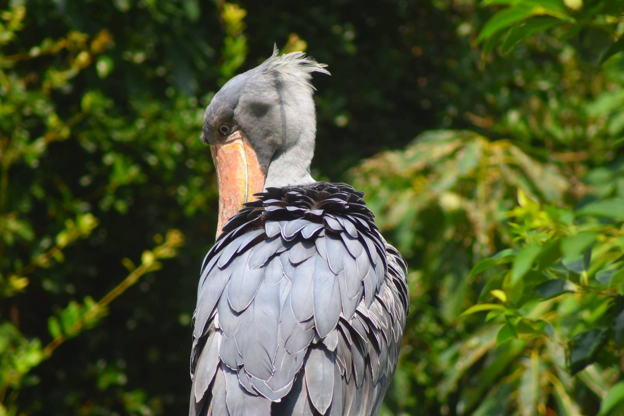 shoebill machine gun noise