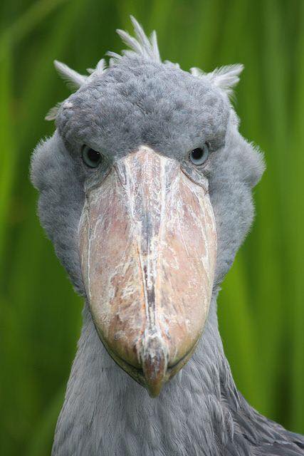 shoebill sound machine gun