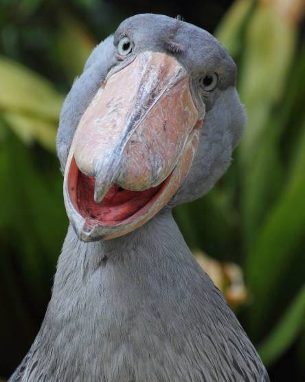 shoebill stork machine gun