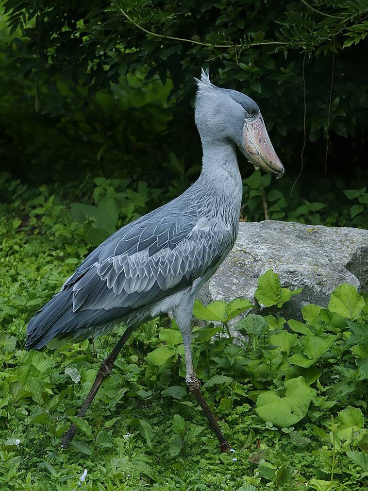 shoebill stork machine gun