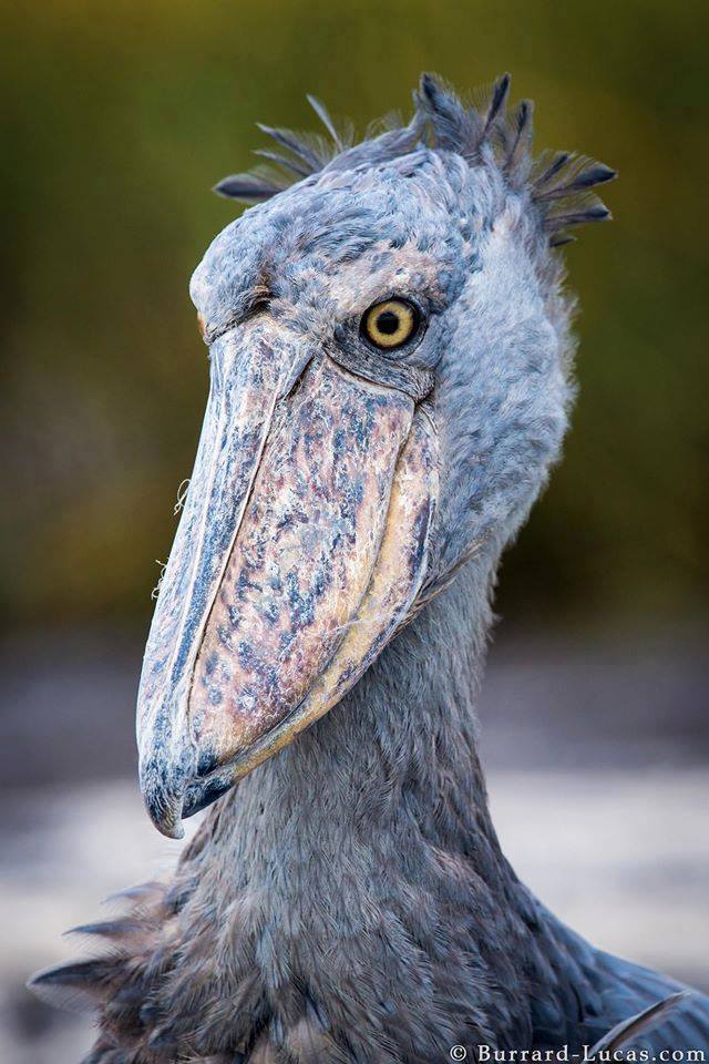 shoebill stork related to dinosaurs